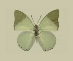 a white butterfly with brown spots on its wings