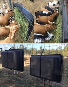 the goats are laying down in their pen and one is eating grass from its mouth