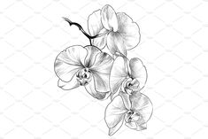 a black and white drawing of two orchids on a branch with one flower in the middle