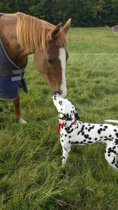 a brown horse standing next to a dalmatian on top of a lush green field