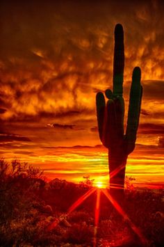 the sun is setting behind a large cactus