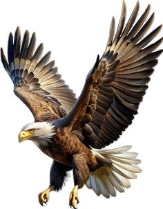 an eagle flying in the air with its wings spread