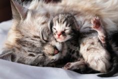 two kittens are sleeping together on a white sheet and one has its eyes closed