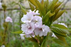 some white and pink flowers in a garden