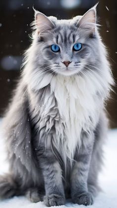 Norwegian Forest Cat Lifespan - How Long Do They Live? Average Norwegian Forest Cat Breed Life Expectancy - Complete Guide Norwegian Cat, Cat Allergies, Norwegian Forest, Forest Cat, Cat Breed, Norwegian Forest Cat, That Moment When