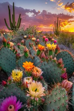 the sun is setting over a cactus field with many colorful cacti in it