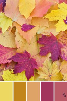 colorful autumn leaves with the colors red, yellow, and purple in them are shown