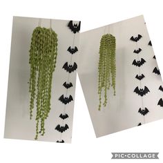 two pictures of bats hanging from the ceiling