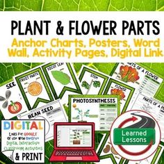 plant and flower parts anchor chart, posters, word wall activity pages digital link