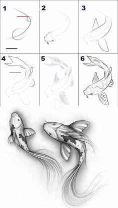 how to draw koi fish step by step with pictures for beginners and kids