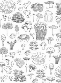 a bunch of different types of mushrooms in black and white on a sheet of paper