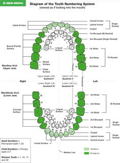 Ever wonder what those numbers mean when your at the dentist? #DeltaDental #TeethChart Dental Examination Chart, Dental Insurance Verification, Dental Myths And Facts, Dental Numbering System, Health Insurance, Education