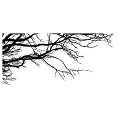 black and white photograph of tree branches with no leaves on it, against a white background