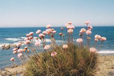 some pink flowers by the ocean on a sunny day