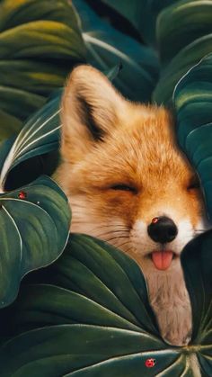 a fox is peeking out from behind some green leaves