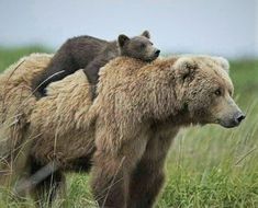 a brown bear standing next to a baby bear on top of it's back