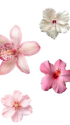 #pinkflowers Wallpaper Display, Wallpapers Ipad, Wallpaper Pc, Flower Wallpaper, Iphone Background, Pretty Flowers, Art Forms