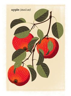 an illustration of apples on a branch with leaves and the words apple malus written below