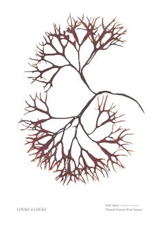 a drawing of a tree branch with lots of leaves