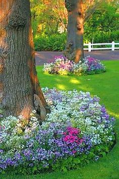 the flowers are blooming around the tree in the yard