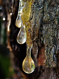 three drops of water hanging from the side of a tree