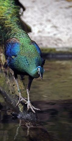 a green and blue bird standing on top of a tree branch next to a body of water