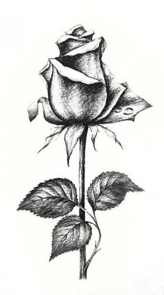 a pencil drawing of a rose with leaves