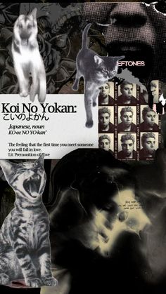 a collage of cats and people in black and white, with the caption koi ni yokan