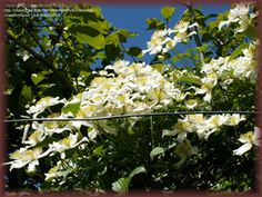 white flowers are growing on the branches of a tree in front of a blue sky