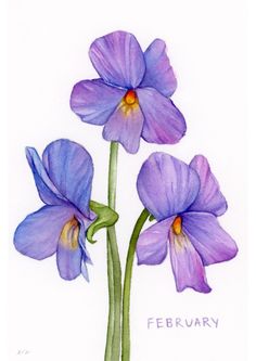 two purple flowers on a white background