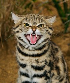 a striped cat with its mouth open and it's tongue hanging out showing teeth