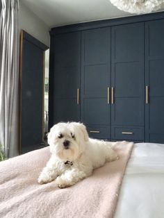 a white dog laying on top of a bed next to blue closets in a bedroom