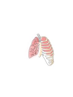 a drawing of the lungs and ribs