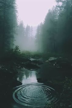 a small pond surrounded by trees in the middle of a forest with fog on it