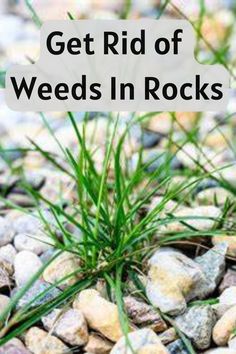 rocks and grass with the words get rid of weeds in rocks