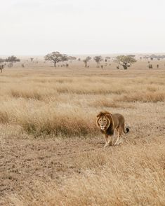 a lion walking across a dry grass covered field