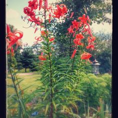 red flowers are growing in the grass near some trees