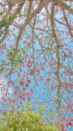 pink flowers are growing on the branches of trees in front of blue sky and clouds