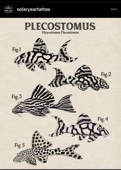 the different types of fish are shown in this drawing technique, which is used to draw them