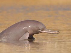 a dolphin is swimming in the water with it's mouth open and tongue out