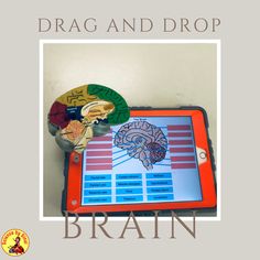 Drag and drop brain and nerves activity Parts Of The Brain, Occipital Lobe, Labeling Activities, Brain Science, Information Processing, Review Activities