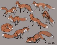 a bunch of foxs that are standing in the grass and one is laying down