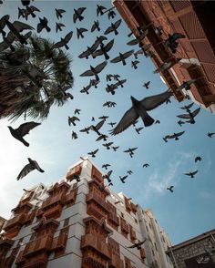 a flock of birds flying over a tall building