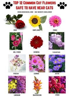 the top 12 common cut flowers safe to have near cat's paw printable