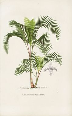 a drawing of a palm tree with green leaves on the top and bottom branches, in front of a white background