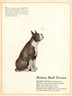 the boston bull terrier is sitting down and looking up at something in the sky