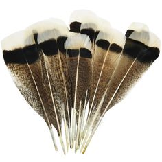 several feathers are arranged in a row on a white background with black and brown tips