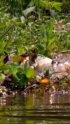 there is a bird that is sitting on the bank of the water in the grass