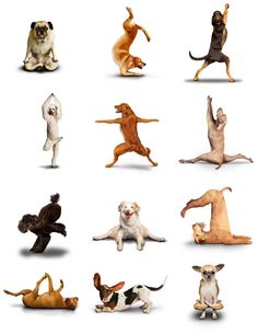 an image of dogs doing different things in the air