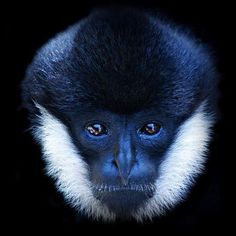 a black and white monkey with blue eyes